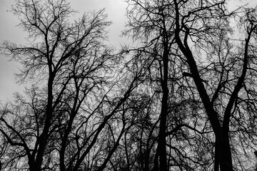 silhouette of trees