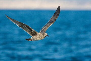 Pacifische Mantelmeeuw, Western Gull, Larus occidentalis