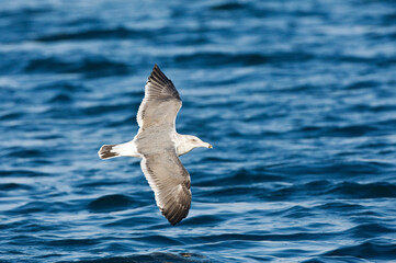 Pacifische Mantelmeeuw, Western Gull, Larus occidentalis