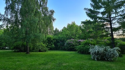 trees in the park