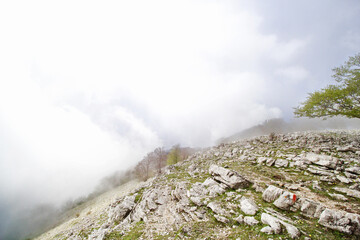 Fototapeta premium tree in the fog
