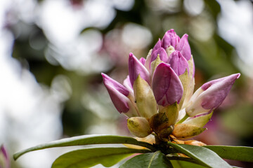 close up of pink flower
