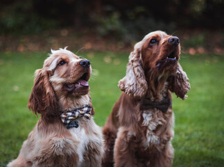 cocker spaniel puppy