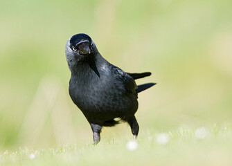 Common Jackdaw, Kauw, Corvus monedula spermologus