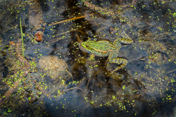 a green frog swims in a swamp on the surface of the water