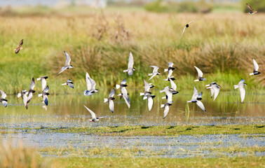 Witwangstern & Witvleugelstern; Whiskered Tern and White-winged Tern