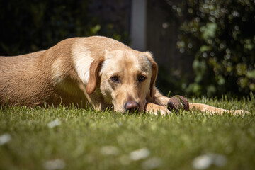 Labrador dog in garden