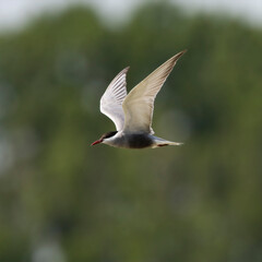 Witwangstern, Whiskered Tern, Chlidonias hybrida