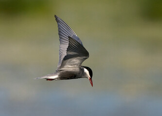 Whiskered Tern, Witwangstern, Chlidonias hybrida
