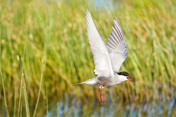 Witwangstern, Whiskered Tern, Chlidonias hybrida