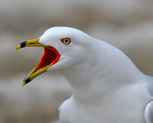 adult Ring-billed Gull with open beak calling - Canada 