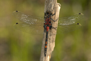Venwitsnuitlibel, White-faced Dragonfly, Leucorrhinia dubia