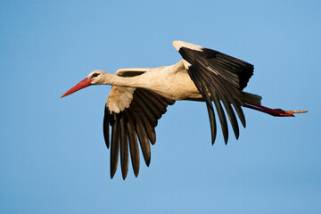 Ooievaar, White Stork, Ciconia ciconia