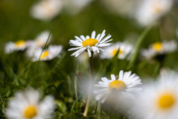 daisies in a field