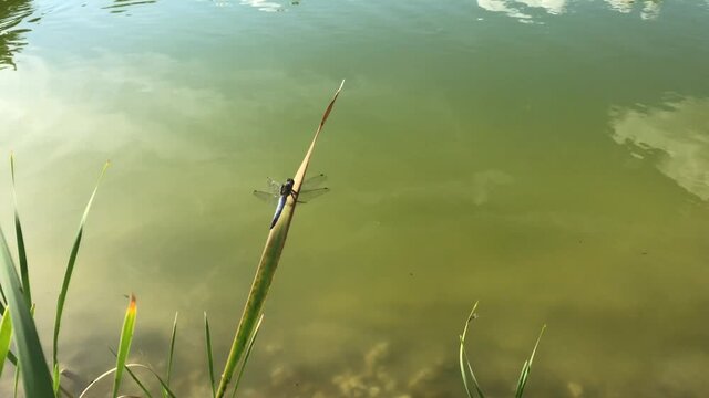 Libelle an einem Halm an einem Teich