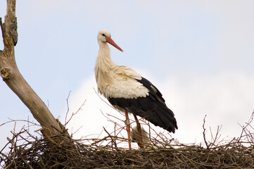 White Stork, Ooievaar, Ciconia ciconia