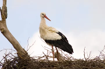 Foto op Canvas White Stork, Ooievaar, Ciconia ciconia © AGAMI