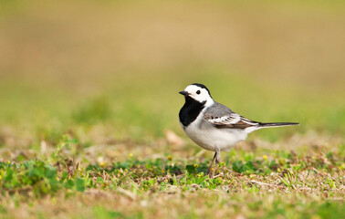 Witte kwikstaart, White Wagtail, Motacilla alba