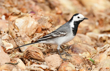 Witte kwikstaart, White Wagtail, Motacilla alba