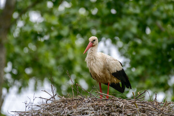 White Stork Ciconia ciconia during Spring in Charente Maritime, France standing on a nest with soft...