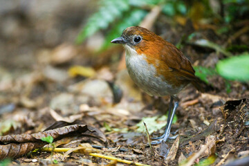 Roodrugmierpitta, White-bellied Antpitta, Grallaria hypoleuca