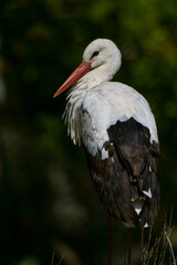 White stork Ciconia ciconia profile portrait on dark background