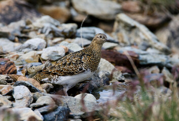 Witbuikkwartelsnip, White-bellied Seedsnipe, Attagis malouinus