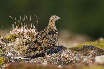 Witbuikkwartelsnip, White-bellied Seedsnipe, Attagis malouinus