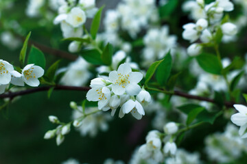 Selective focus, blossoming cherry tree branch with white flowers. Concept of spring blossom, nature, park or home garden