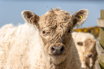 cow portrait