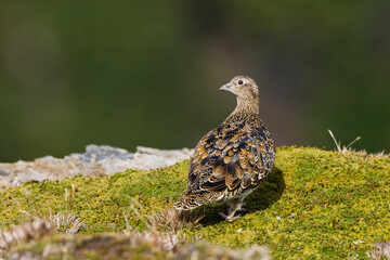 Witbuikkwartelsnip, White-bellied Seedsnipe, Attagis malouinus
