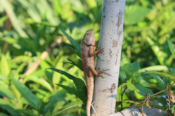 Cambodia. Changeable lizard. Calotes is a genus of lizards in the draconine clade of the family Agamidae. The genus contains 25 species. Siem Reap province.