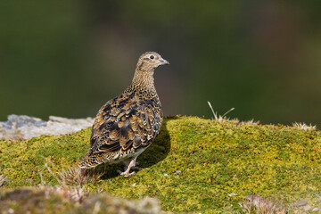 Witbuikkwartelsnip, White-bellied Seedsnipe, Attagis malouinus