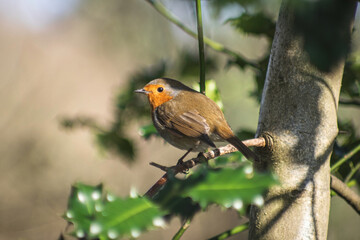 robin on a branch