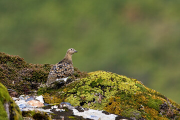 Witbuikkwartelsnip, White-bellied Seedsnipe, Attagis malouinus