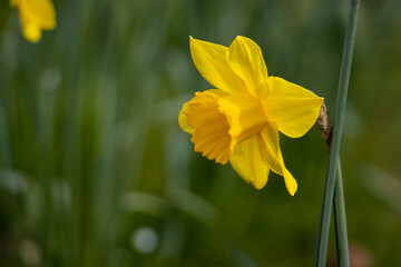 Fototapeta premium yellow daffodil flower