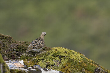 Witbuik-kwartelsnip, White-bellied Seedsnipe, Attagis malouinus