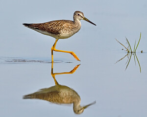 A juvenile Greater Yellowlegs walks through calm, shallow water as it looks for food - Canada 