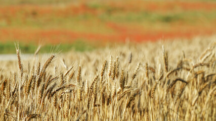 Champ de blé et de coquelicots