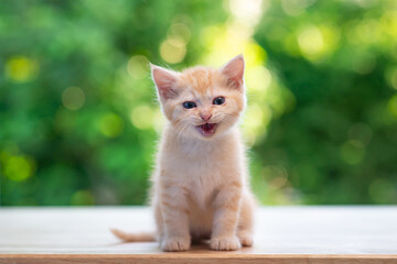 Cute orange kitten sitting on wood table with nature background