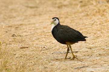 White-breasted Waterhen, Olijfbruin Waterhoen, Amaurornis phoenicurus