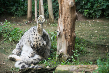 ユキヒョウ