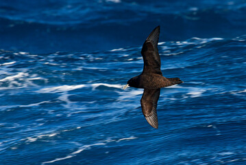Witkinstormvogel, White-chinned Petrel, Procellaria aequinoctialis