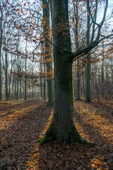 autumn sunny forest with trees and bloated leaves