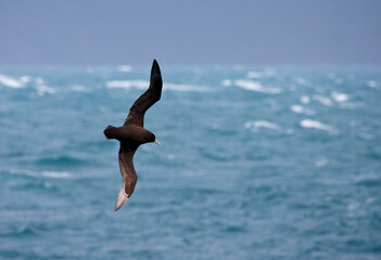 Witkinstormvogel, White-chinned Petrel, Procellaria aequinoctialis
