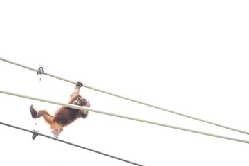 オランウータン