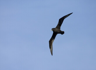 Witkinstormvogel, White-chinned Petrel, Procellaria aequinoctialis