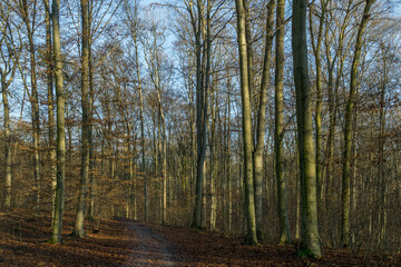 Obraz premium autumn sunny forest with trees and bloated leaves