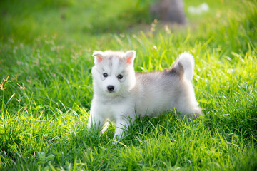 siberian husky puppy on grass