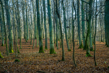 Fototapeta premium autumn sunny forest with trees and bloated leaves
